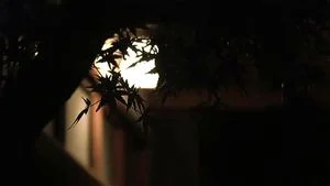 Watch from 1:16:31