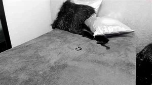 cat (messy) thumbnail