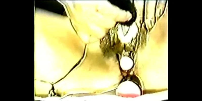 Omunipus No2 Omunipus No2