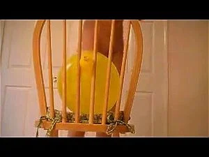 Yellow Balloon sex on chair