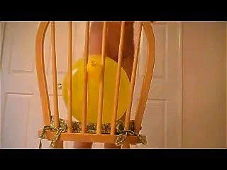Yellow Balloon sex on chair