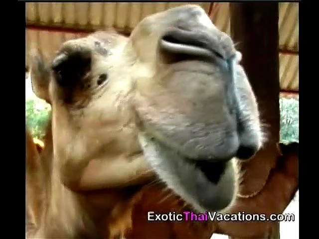 Babes, Bars, & Beaches - In depth sex guide to tourist places in Thailand Babes, Bars, & Beaches - In depth sex guide to tourist places in Thailand