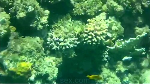 Underwater mature and fishs in Red sea