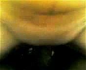 sex kamar mandi sex kamar mandi