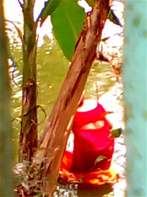 bengali+boudi+bathing