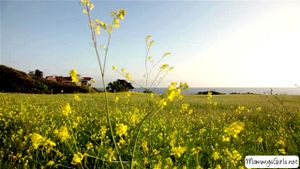 Ab 0:01:07 ansehen