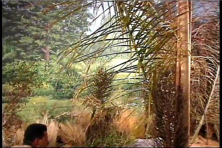 dp in the jungle 2 dp in the jungle 2