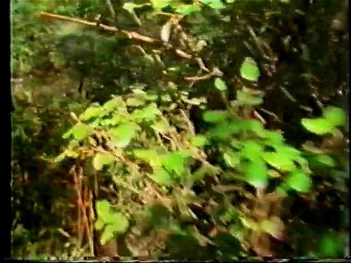 Birds in Paradise 2 Video Porno - SpankBang