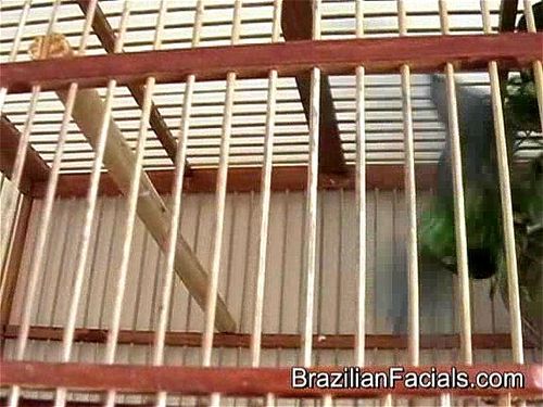 Brazilian Facials - Geysa - Brazilian Facials, Brazilian, Latina Porn
