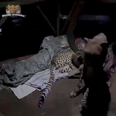 leopard, man, threesome, tiger