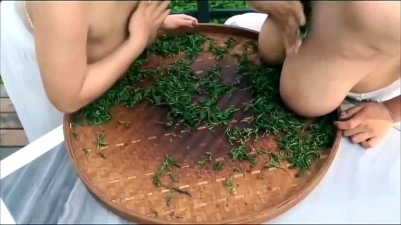 巨乳採茶 巨乳採茶