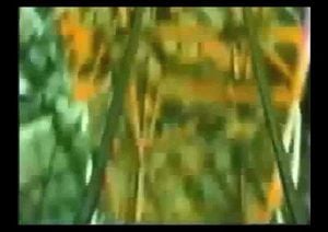 Curiosities thumbnail