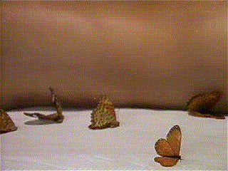 Love of Immorality Uncensored