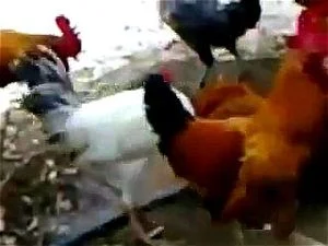 Chicken Anal Fuck - Watch A single hen fucked by several cock - Anal Porn - SpankBang