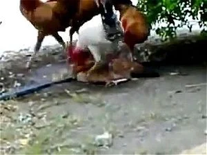 Xxx Video With Hen - Watch A single hen fucked by several cock - Anal Porn - SpankBang