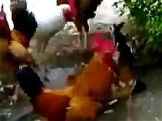 Animal Man Fucks Chicken - Watch A single hen fucked by several cock - Anal Porn - SpankBang