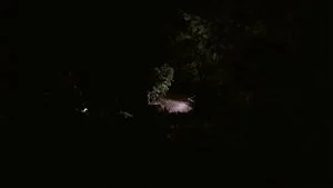 Watch from 0:38:29