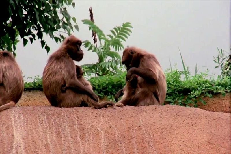 Jungle Blue (1978) Jungle Blue (1978)